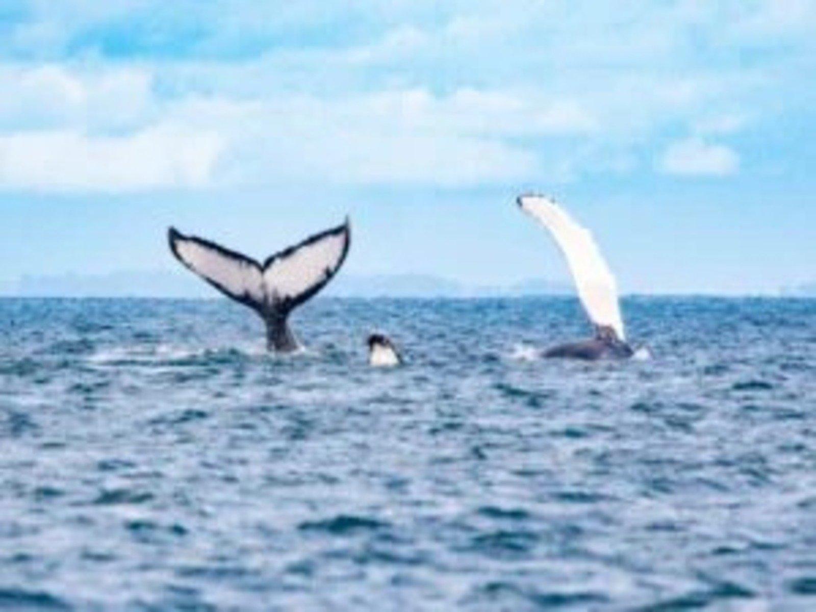 ¿CUÁL ES EL MEJOR DESTINO PARA AVISTAMIENTO DE BALLENAS EN EL PACÍFICO COLOMBIANO?