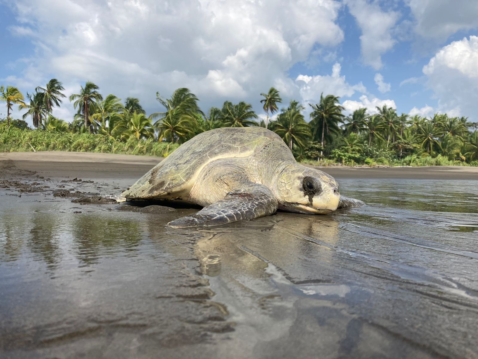 WHAT IS THE BEST DESTINATION FOR WHALE WATCHING IN THE COLOMBIAN PACIFIC?